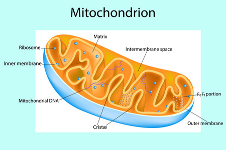 线粒体的超微结构图图片