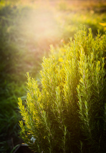 迷迭香植物在花园里