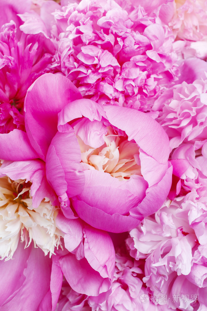 一朵粉色牡丹花图片图片