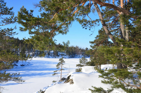 俄罗斯, Ladozhskoye 湖岸边的松树在阳光明媚的天气里