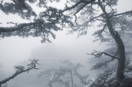 冬天的雪松树