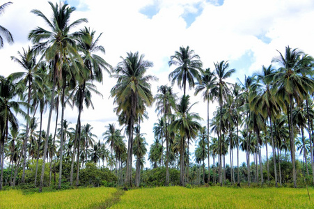 热带景观。农场的椰子树。菲律宾