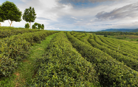 高小山茶叶夷线图片