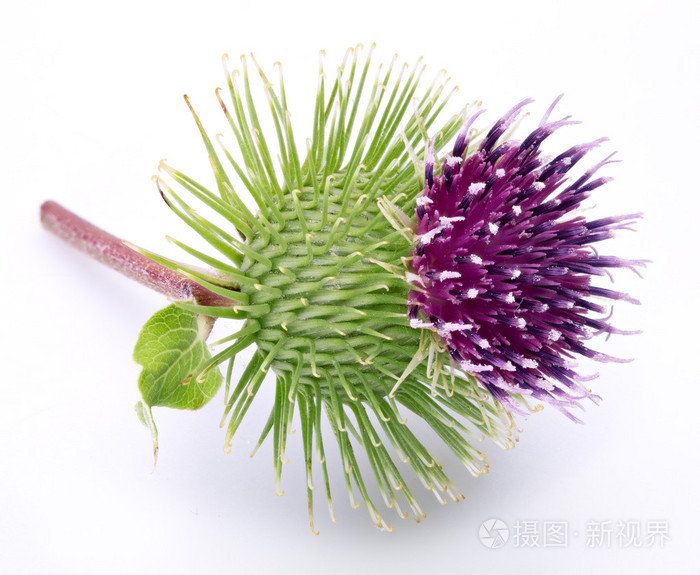 白色背景上牛蒡花的刺头 照片 正版商用图片0fca0f 摄图新视界 白色背景上牛蒡花的刺头 照片 正版商用图片0fca0f 摄图新视界