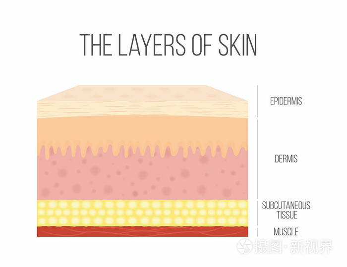 皮肤层.健康, 正常的人的皮肤