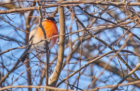 bullfinch 在森林的树枝上