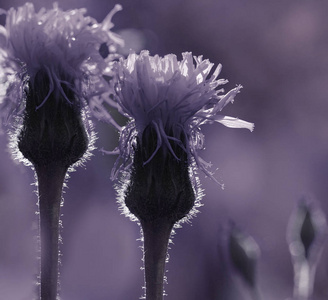 花紫白色背景。阳光下的野花。特写。柔和的焦点。性质