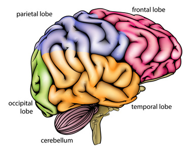 脑解剖图
