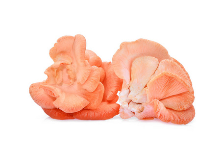 白色背景的粉红色牡蛎蘑菇