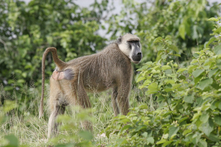 野生猴子非洲外地哺乳动物动物