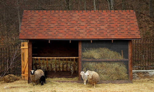 与经理牛农场附近的羔羊羊家庭图片