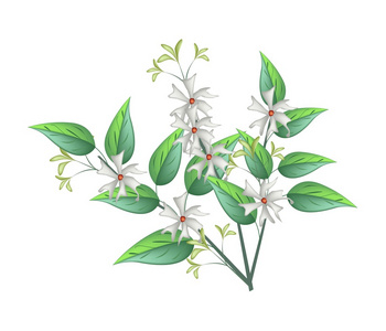 七里香白色背景下盛开的茉莉花照片