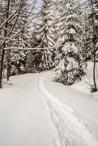 白雪覆盖的远足小径和树木的冬季风光