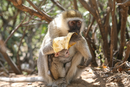 野生猴子非洲外地哺乳动物动物