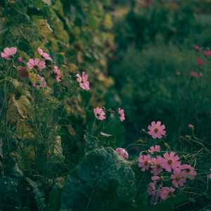 花园的花儿，老式自然照片