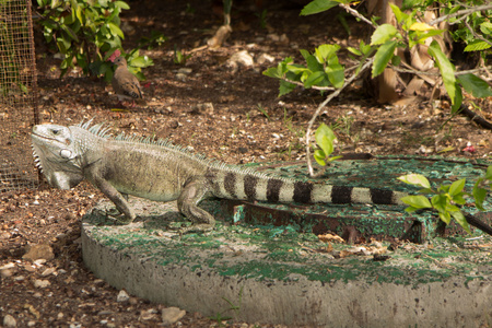 Iguane 蜥蜴肖像宏特写