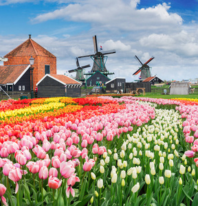 zaanse schans，荷兰的老房子