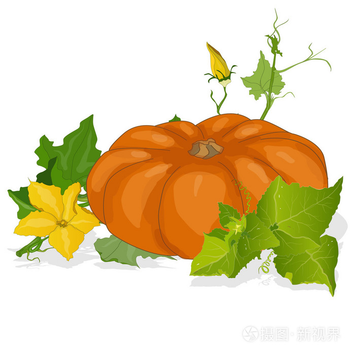 南瓜矢量图插画-正版商用图片0fcn37-摄图新视界