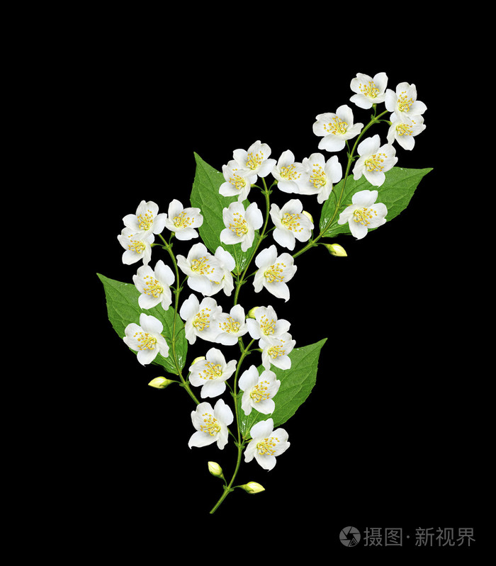 茉莉花在黑色背景上孤立的一个分支.春天照片-正版商用图片0fcn8s-摄