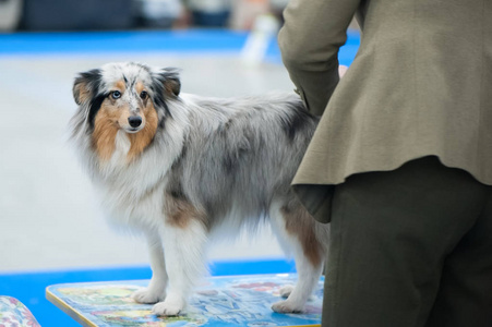 澳大利亚牧羊犬狗表演