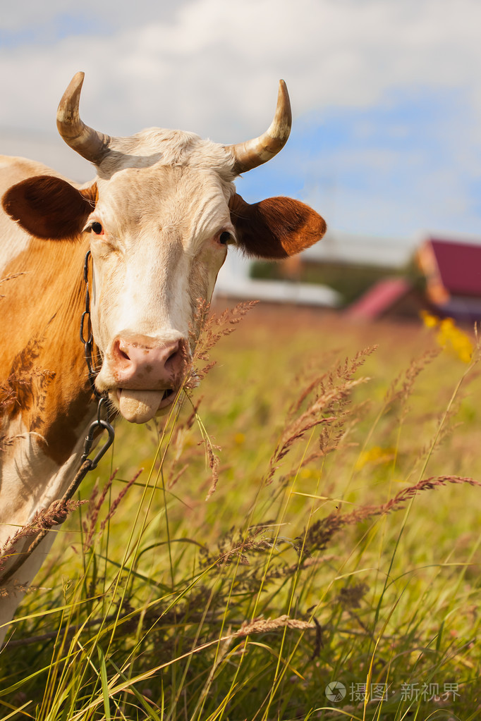 搞笑牛的舌头伸出来