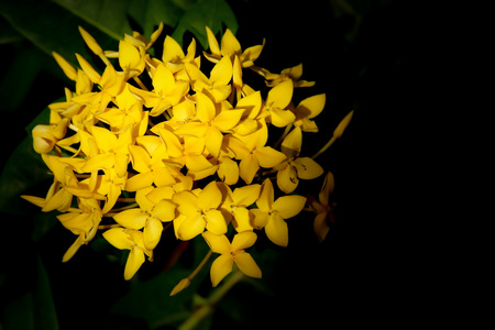 黄色梅香花