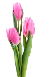 孤立在白色背景上的粉色郁金香花束