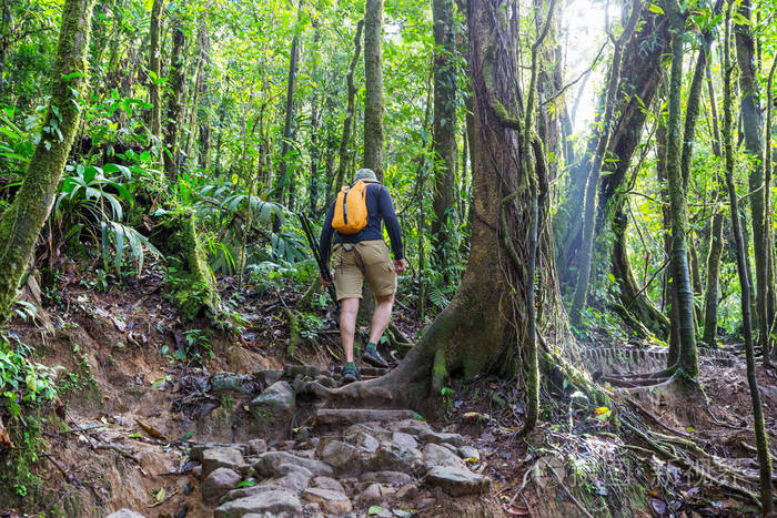 在绿色热带丛林徒步旅行, 哥斯达黎加, 中美洲