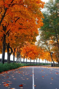 空的沥青路面与多彩落叶。秋天的自然 backgorund