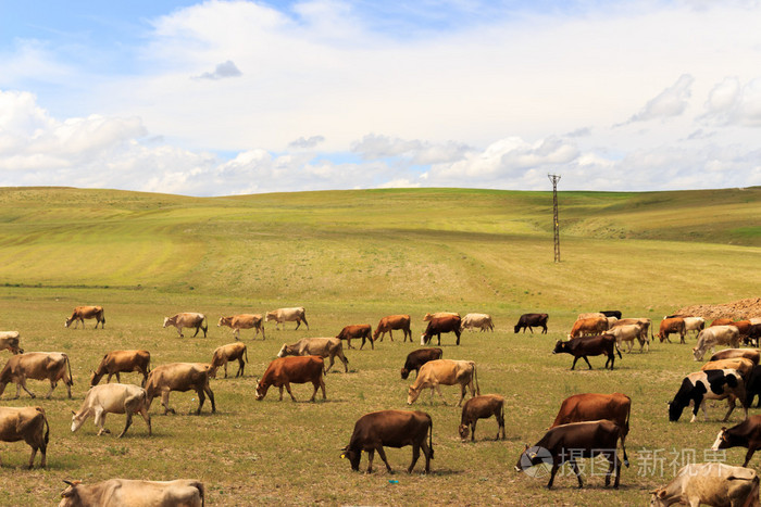 行走在户外牛羊群.美丽的景色