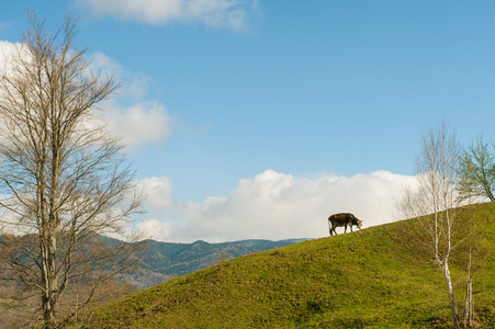 奶牛场在山上吃青草