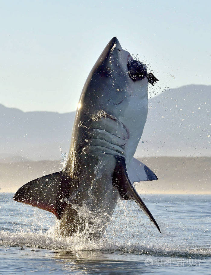 狩猎的大白鲨 (大白鲨鱼).南非