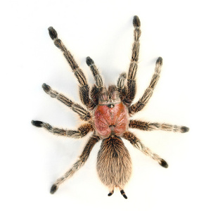 智利玫瑰头发tarantulagrammostola rosea。