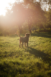 收费猎犬的狗新斯科舍省鸭图片