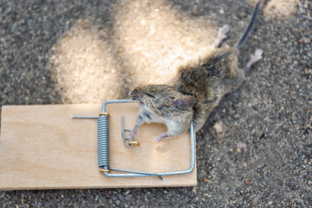 死老鼠在户外捕捉陷阱照片