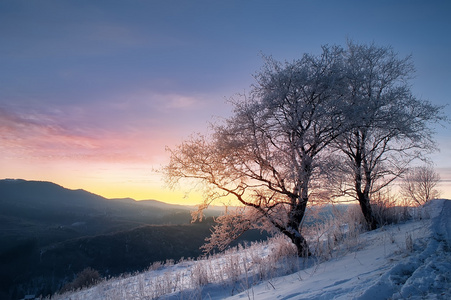 雪和霜所涵盖的树枝。冬季天然背景