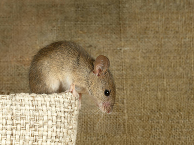 特写田鼠鼠标坐在亚麻袋顶部, 并向下看画布的背景。里面仓库与啮齿目动物战斗