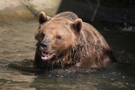 棕熊UrsusArctos。