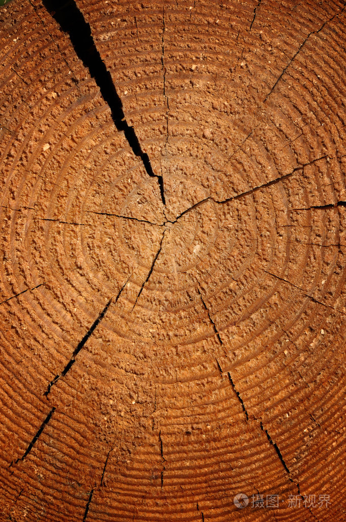 木材纹理与年轮