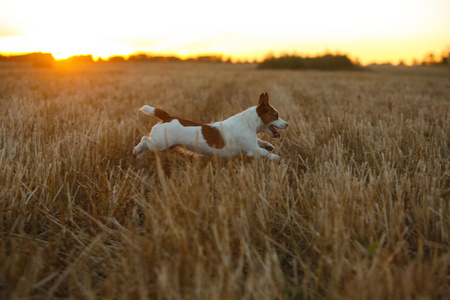日落时分，杰克罗塞尔猎犬在田野里