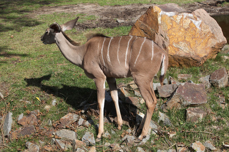 更大的kudutragelaphus strepsiceros。