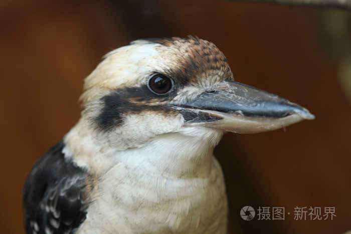 笑着的KookaburraDaceloNovaeguineae。