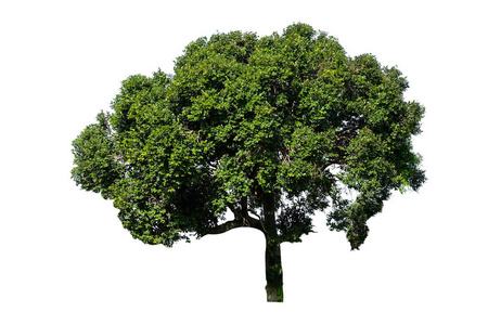 茂盛大树白色背景的大树, 枝叶茂盛照片