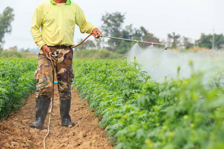 当地的泰国农民或园丁喷洒化学品在万寿菊流照片