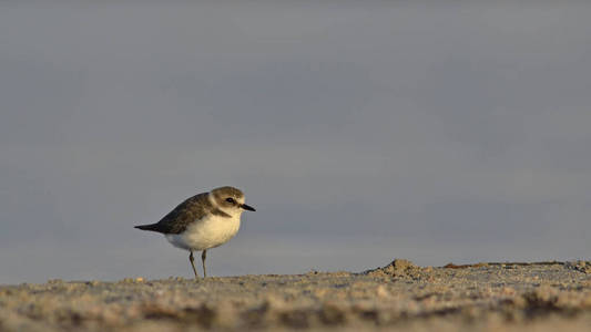 肯蒂什船 Charadrius 亚历山大古, 希腊