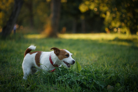 狗杰克罗素梗犬走上性质