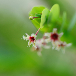 天然园 pulcher 植物