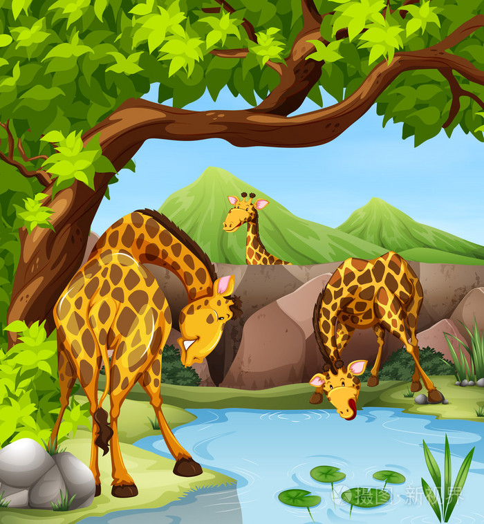 长颈鹿从池塘里喝水