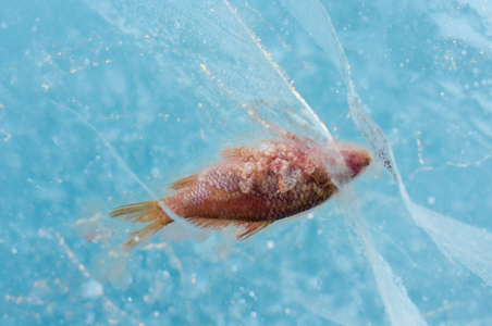 冰冷热带鱼 真实图片