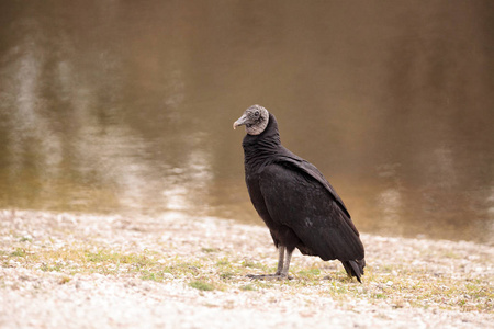 黑雕 Coragyps atratus 在迈阿卡河州立公园